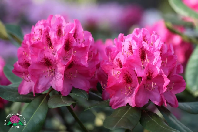 Rhododendron   'Enzo Ābele'